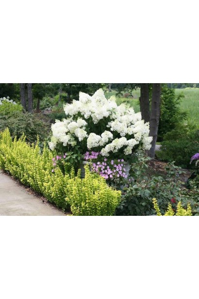 Гортензія волотиста Бобо 